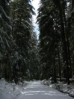 Carbon River Rd