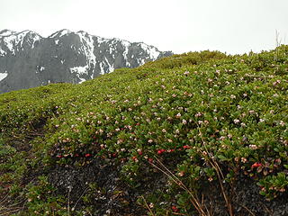 MtTownsend-green ground cover blooming