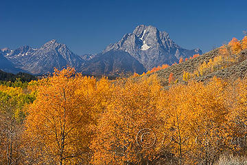 Mount Moran and Aspens