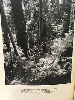 Western Hemlock photo Kloochman Rock Trail Queets Valley 1938