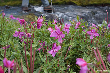 Creek crossing and broad leaved willowherb