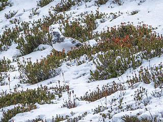 Ptarmigan in Autumn plumage, thinking of larches, Spray Park (Oct)