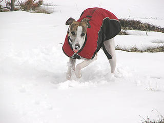 Snow drop nose