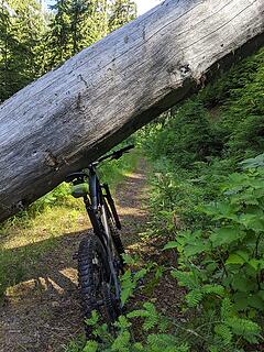 One of many downed logs along the former road