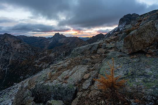 Love this cute, lonely larch