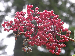 Berry closeup.