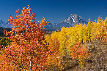 Mount Moran in Fall