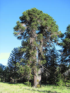 A monster araucaria