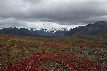 Autumn comes to the tundra, Denali National Park
