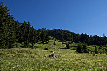 From the bottom of the meadow.