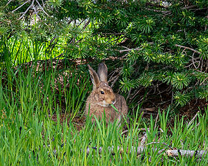 Rabbit