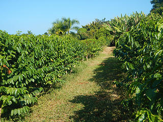 coffee plants