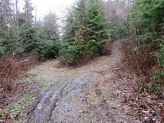 Take the right fork here. On my previous trips up here, this was a brushfest. It has  since been brushed out and is easy walking. Thanks, volunteers!  I took my pruners and snipped a few branches, too, a good thing to do on our hikes especially on less frequented trails, don't you agree?