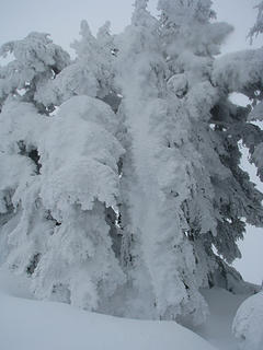 Plastered tree's near Jove summit.