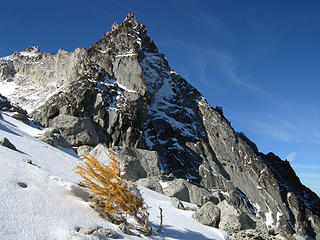 Lone larch with Dragontail as a backdrop near Aasguard Pass