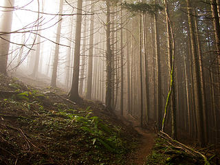 Go into the light. 3 Tiger Mtn Summits, From chirico, through Poo top, 01/22/11