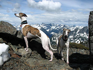 Summit Hounds