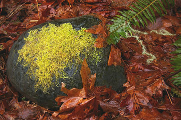 Really bright moss on dark rock with red-brown leaves