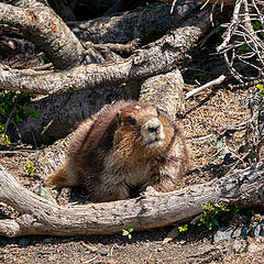 Marmot