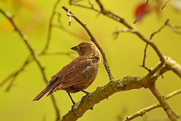 2- Shiny cowbird (female)