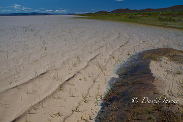 Thick water and reed grass.  Looking south into Nevada.