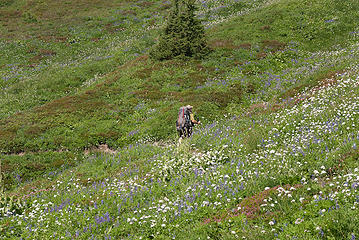 lots of flowers