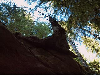 tree growing out of rock