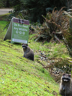 They were begging in front of the sign...please people DON'T feed Wild Animals! Around the next corner was a whole bag of chips and another racoon having a nacho bar complete with coke!