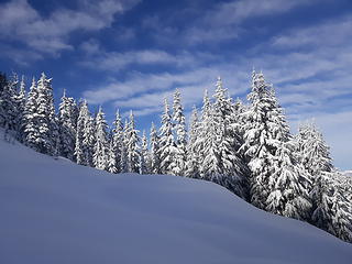snowy trees w/ sunny skies