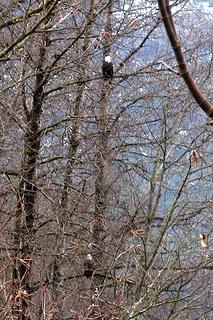 Two eagles in the trees