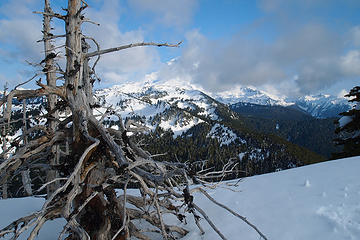Snag trees guarding the summit with Mt Rainier