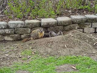 There are many marmots and their young living around the parking area. They seem unfazed by the people coming and going.