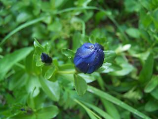 Gentian about to bloom