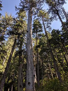 Tall firs