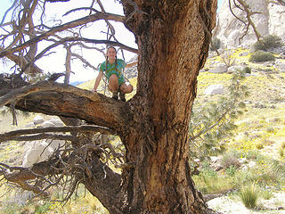 Kyra in the Council Tree