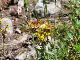 Butterflies