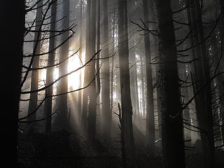 Sun Rays 3 Tiger Mtn Summits, From chirico, through Poo top, 01/22/11