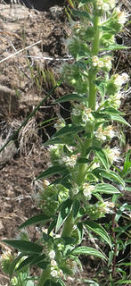 Silver or white-leafed Phacelia