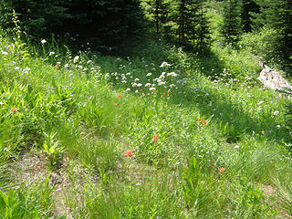 Flowers on Crystal Lake trail.