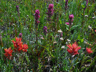 Wildflowers, PCT north from Slate Peak 7/30-8/1/17
