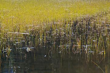 DSE_4244 - Reed grass at Swan Lake