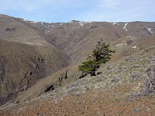 A lone fir tree and view of upper Waterworks Canyon.