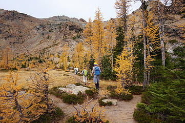 Larch madness