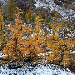 Funny larch