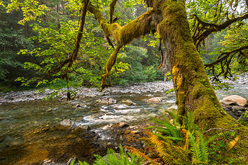 Quinalt River