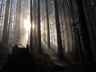 Sun Rays 3 Tiger Mtn Summits, From chirico, through Poo top, 01/22/11