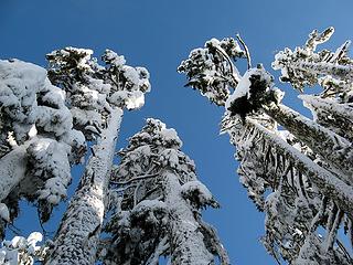 Snow-plastered Giants