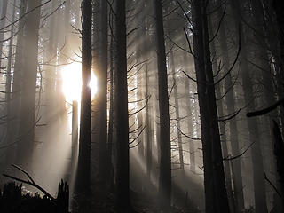 Sun Rays 3 Tiger Mtn Summits, From chirico, through Poo top, 01/22/11