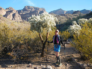 big cholla