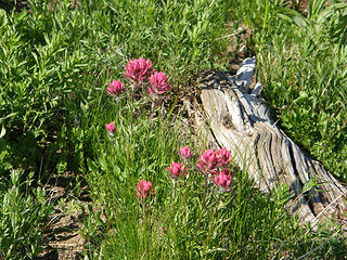 Flowers on way down Crystal Peak trail.